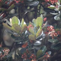 Elaeocarpus montanus Thwaites